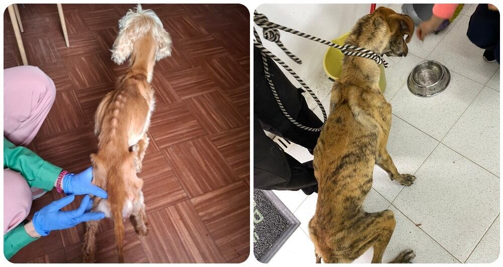 Autoridades rescataron a Maggie, (izquierda) una canina de seis años en estado de desnutrición y Rodolfo (derecha), un perro criollo de dos años que permanecía en una terraza llena de heces.