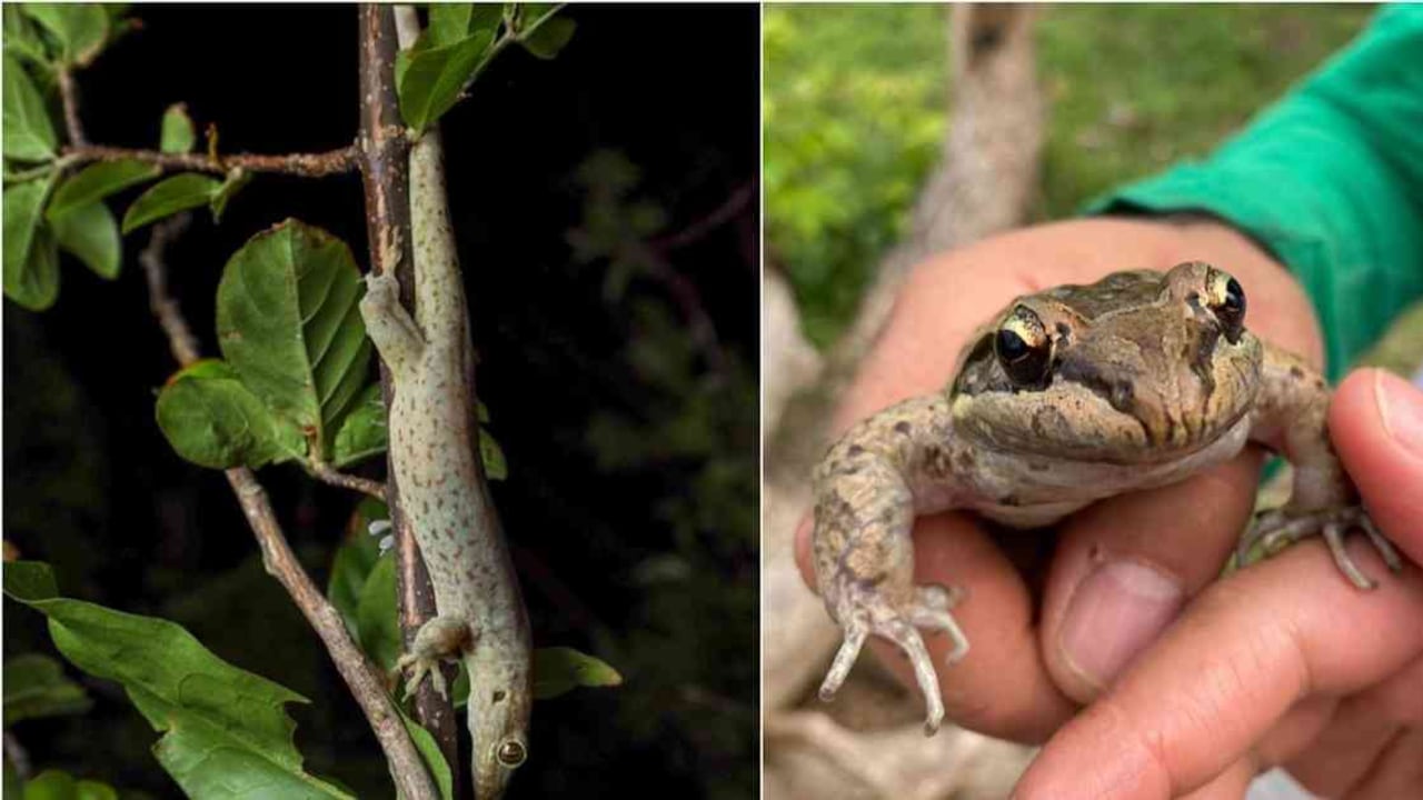 Los lagartos y las ranas son protagonistas de la biodiversidad en la isla de providencia luego del paso del huracán Iota. Fotos: Ruby Marcela Pérez y Felipe Villegas/Instituto Humboldt.