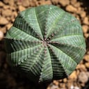 Esta suculenta se asemeja a un pequeño cactus.