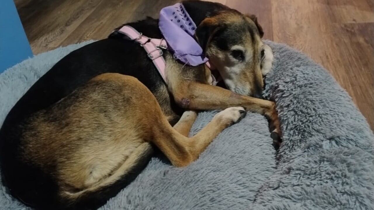 Actualmente, su estado de salud es estable y su principal necesidad es encontrar un hogar paciente y amoroso que la acompañe en su proceso de rehabilitación.