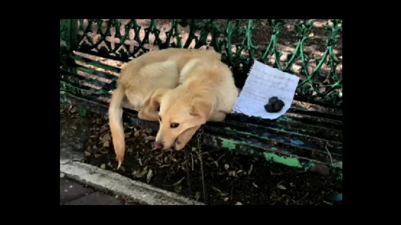perro abandonado en Coyoacán