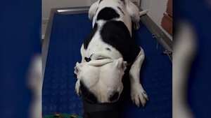 Ante brutal golpiza a una perrita en Kennedy, su agresor fue condenado.