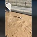 El animal estaba siendo arrastrado por la corriente de un canal.