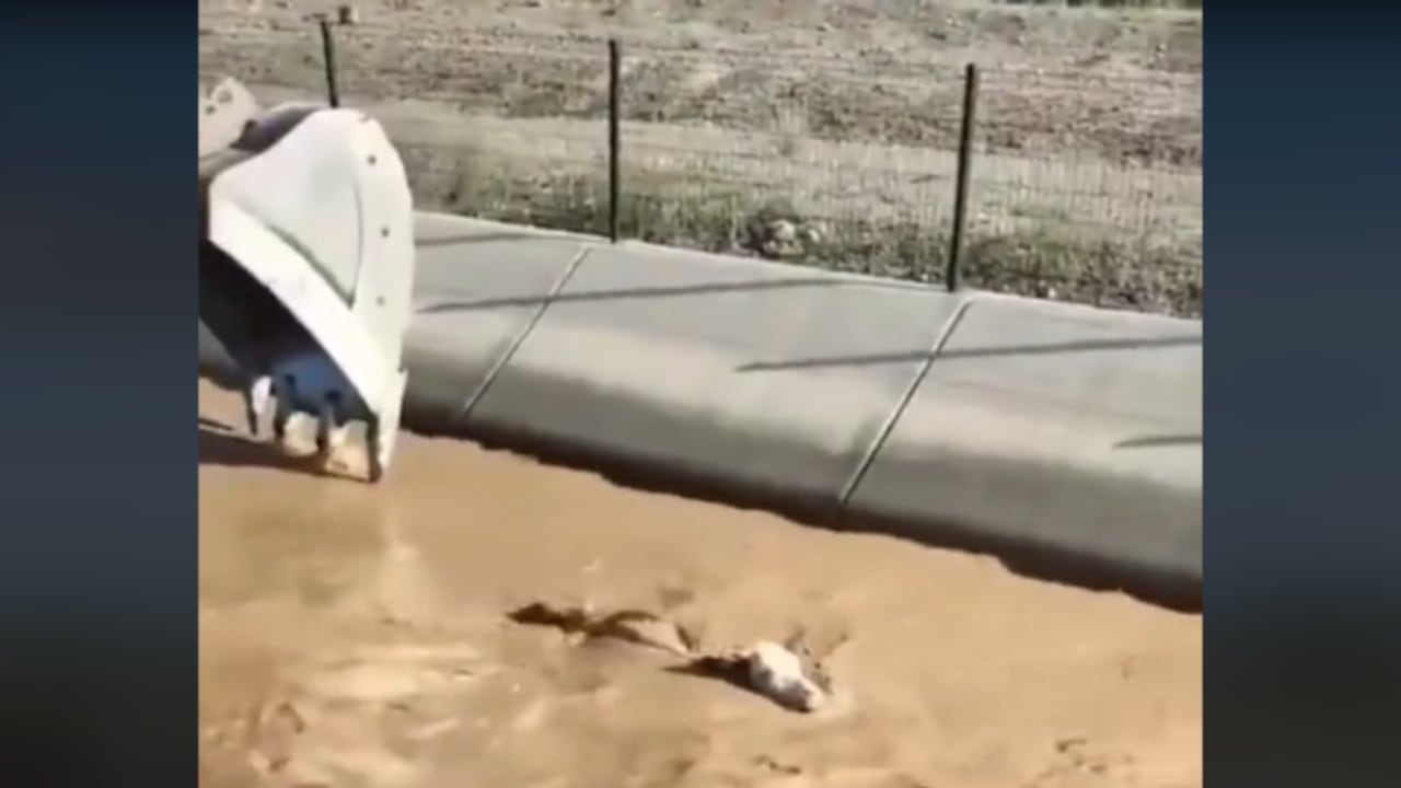El animal estaba siendo arrastrado por la corriente de un canal.