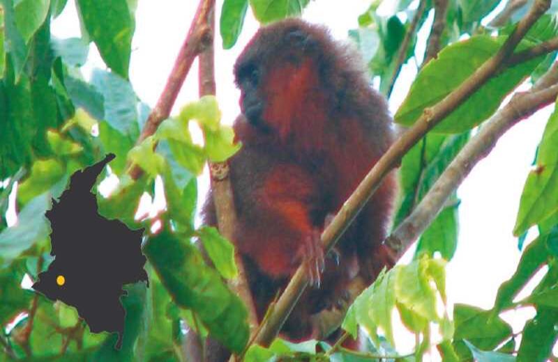 EL MONO TITÍ DEL CAQUETÁ - Lo encontraron en 2010 Thomas Defler, Marta Bueno y Javier García, de la Universidad Nacional, en las selvas del departamento, por décadas en poder de guerrilleros y contrabandistas. Ubicación: San José del Fragua, Caquetá.
