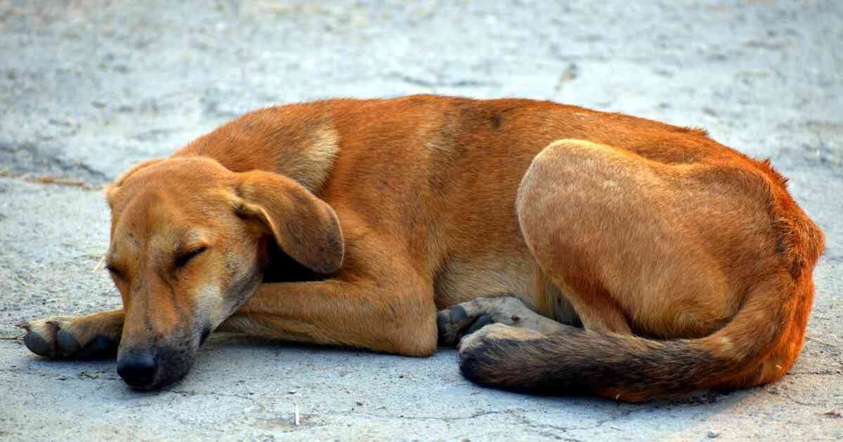 La administración municipal busca fortalecer las jornadas de esterilización para controlar la población de animales de calle. Foto: Pixabay.
