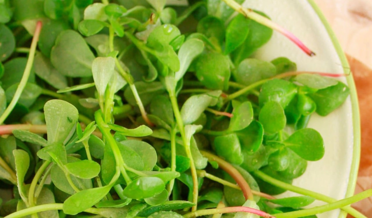 La verdolaga es una verdura con una gran cantidad de omega 3