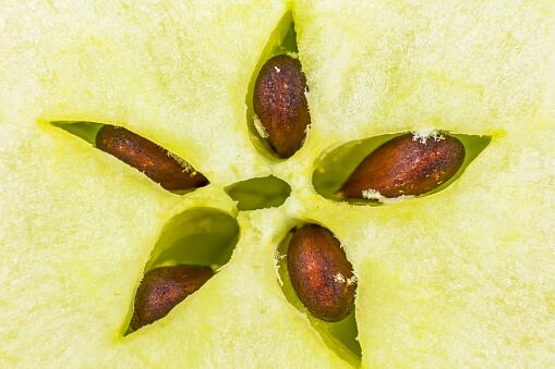 Semillas de la manzana no es recomendable ingerirla.