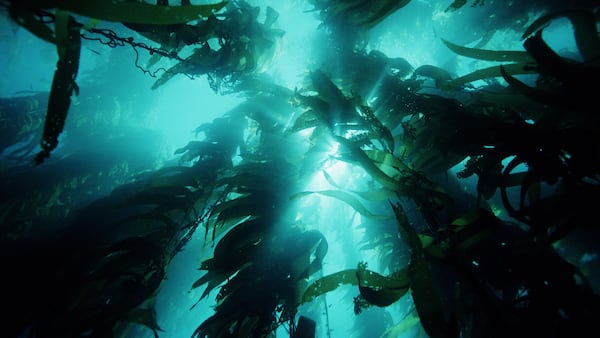 El calentamiento del océano impulsa un fenómeno que puede contaminar productos del mar.