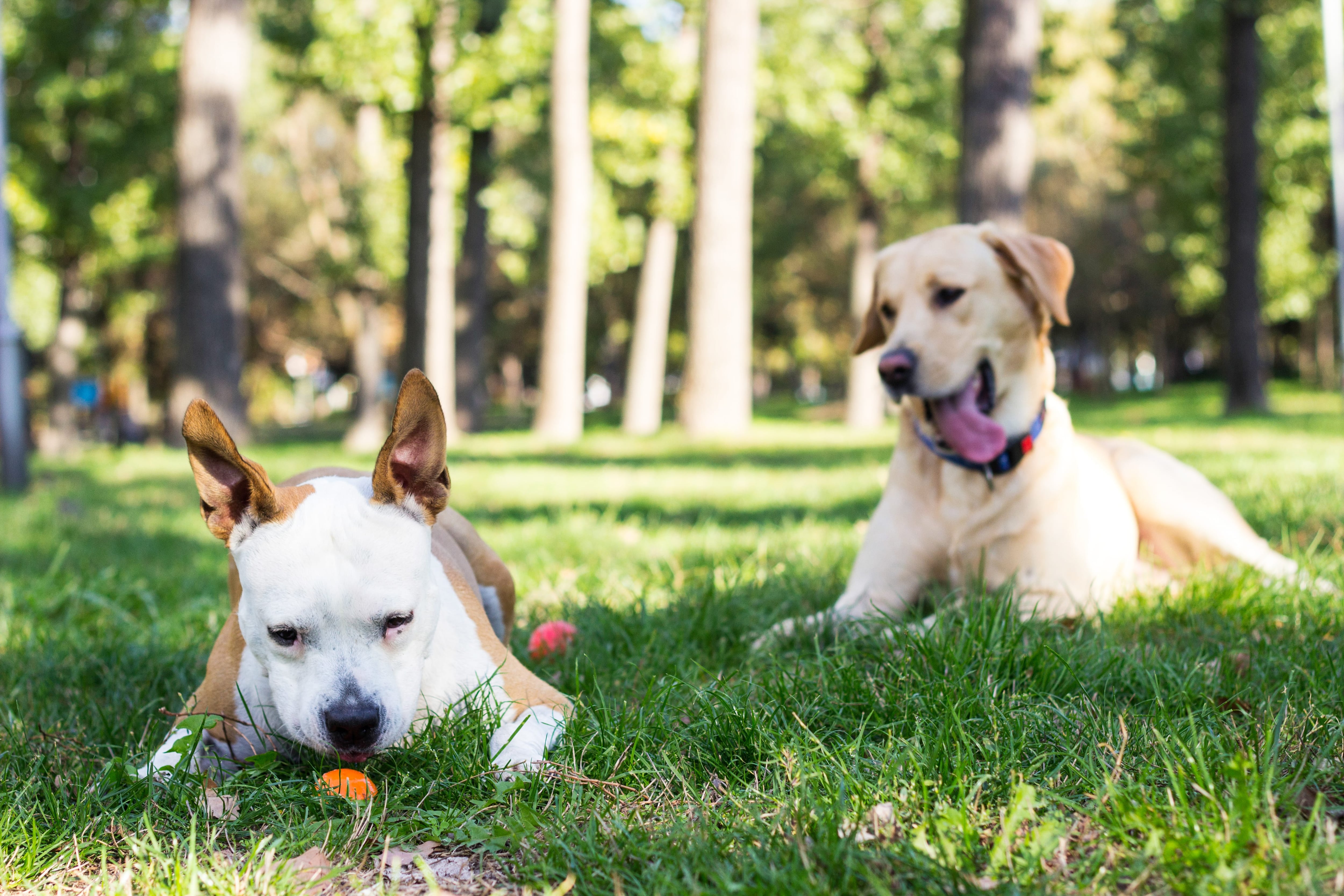 Llevar a un parque a su animal de compañía es un plan ideal