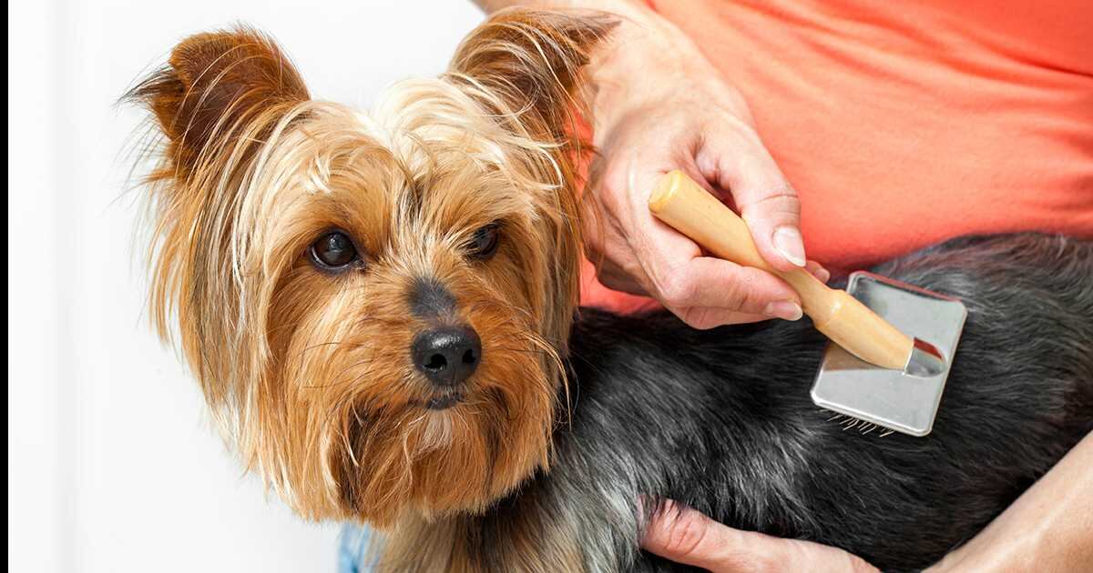 Cabe mencionar que el hecho de no cepillar el pelo de un perro de forma habitual trae consigo una acumulación de pelo muerto