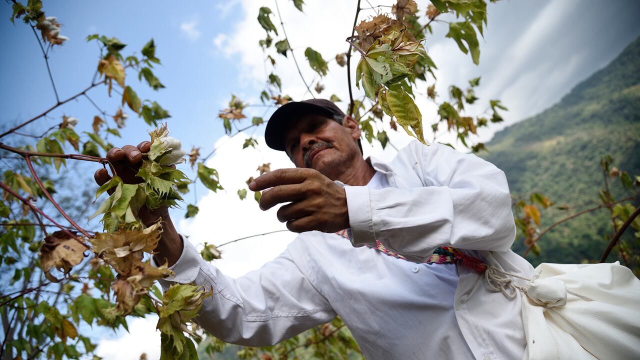 En la foto se ve a Gustavo Cruz quien se encarga de supervisar el cultivo de algodón de ProSierra