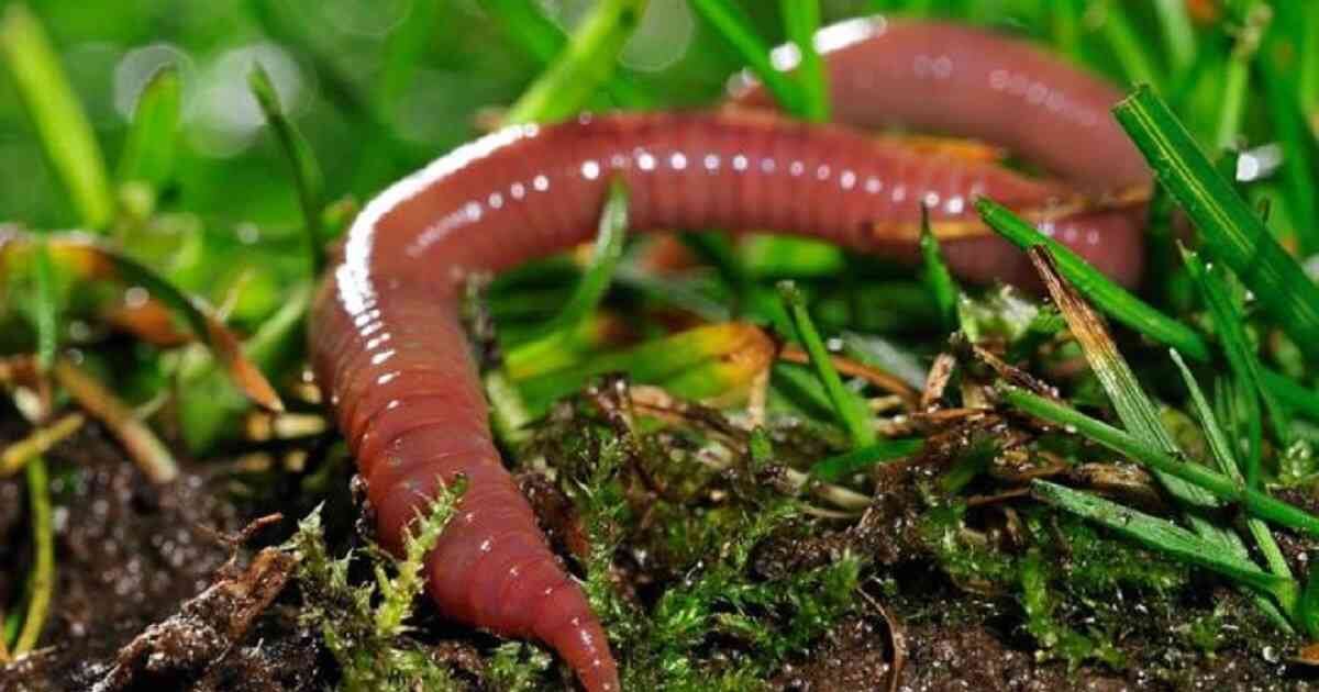 Las lombrices de tierra podrían verse drásticamente afectadas por el cambio climático, lo que puede llevar a su desaparición en algunos lugares. Foto: Getty Images