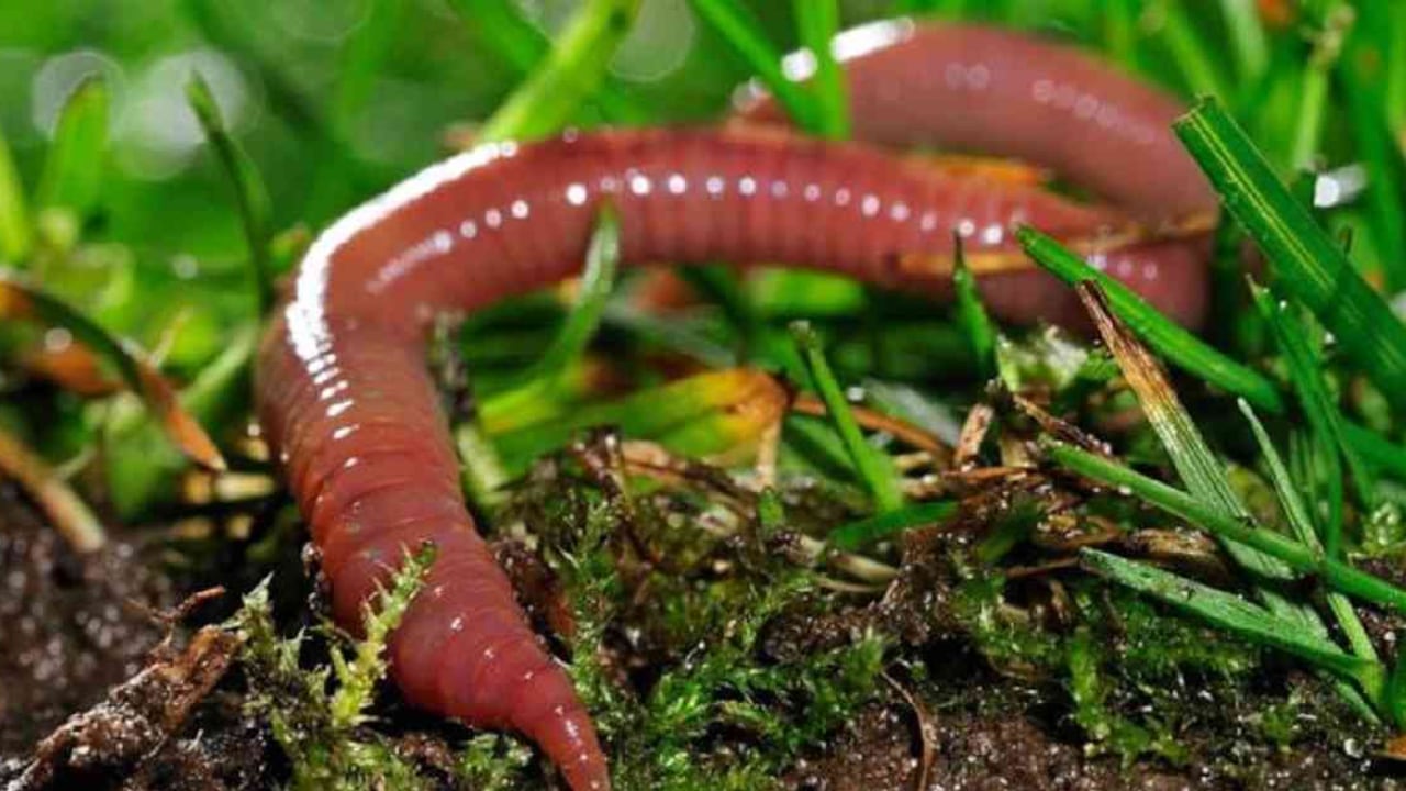 Las lombrices de tierra podrían verse drásticamente afectadas por el cambio climático, lo que puede llevar a su desaparición en algunos lugares. Foto: Getty Images