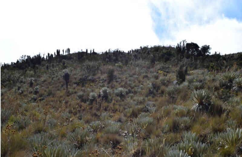 Colombia es el país que cuenta con mayor número de frailejones, aproximadamente 98 especies de las 170 existentes.