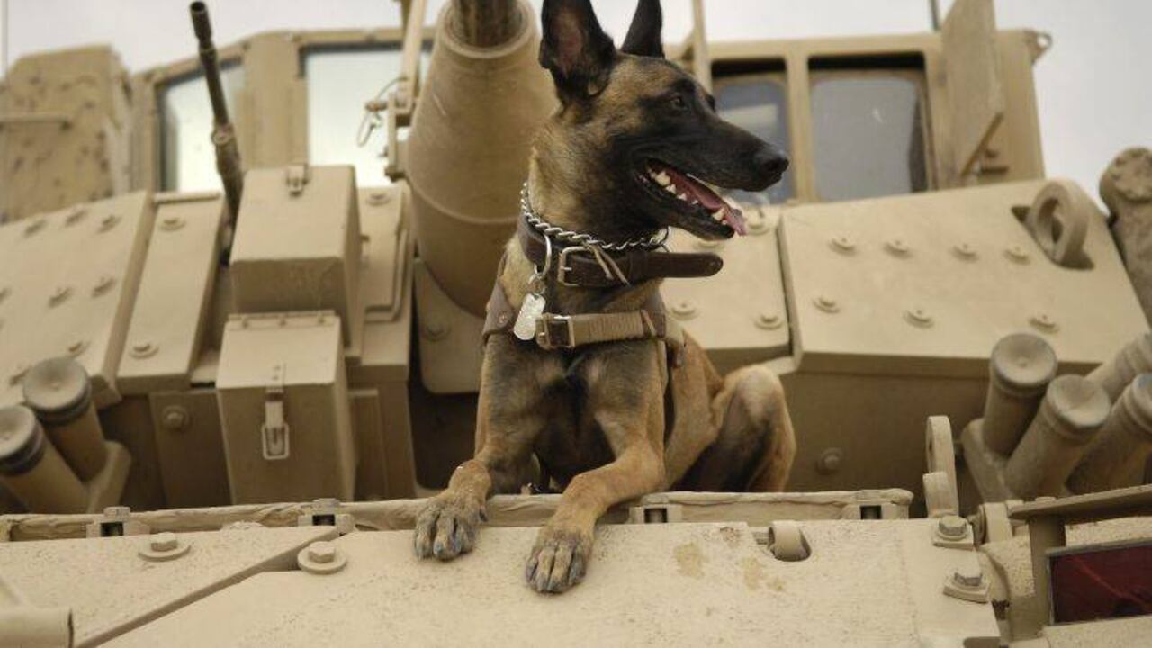 Después de revelarse las crueles condiciones de los animales, un portavoz del Departamento de Defensa ha asegurado a Reuters que el Ejército ahora está cuidando mejor a sus animales.