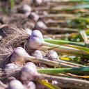 Planta que baja el colesterol y mejora la circulación.