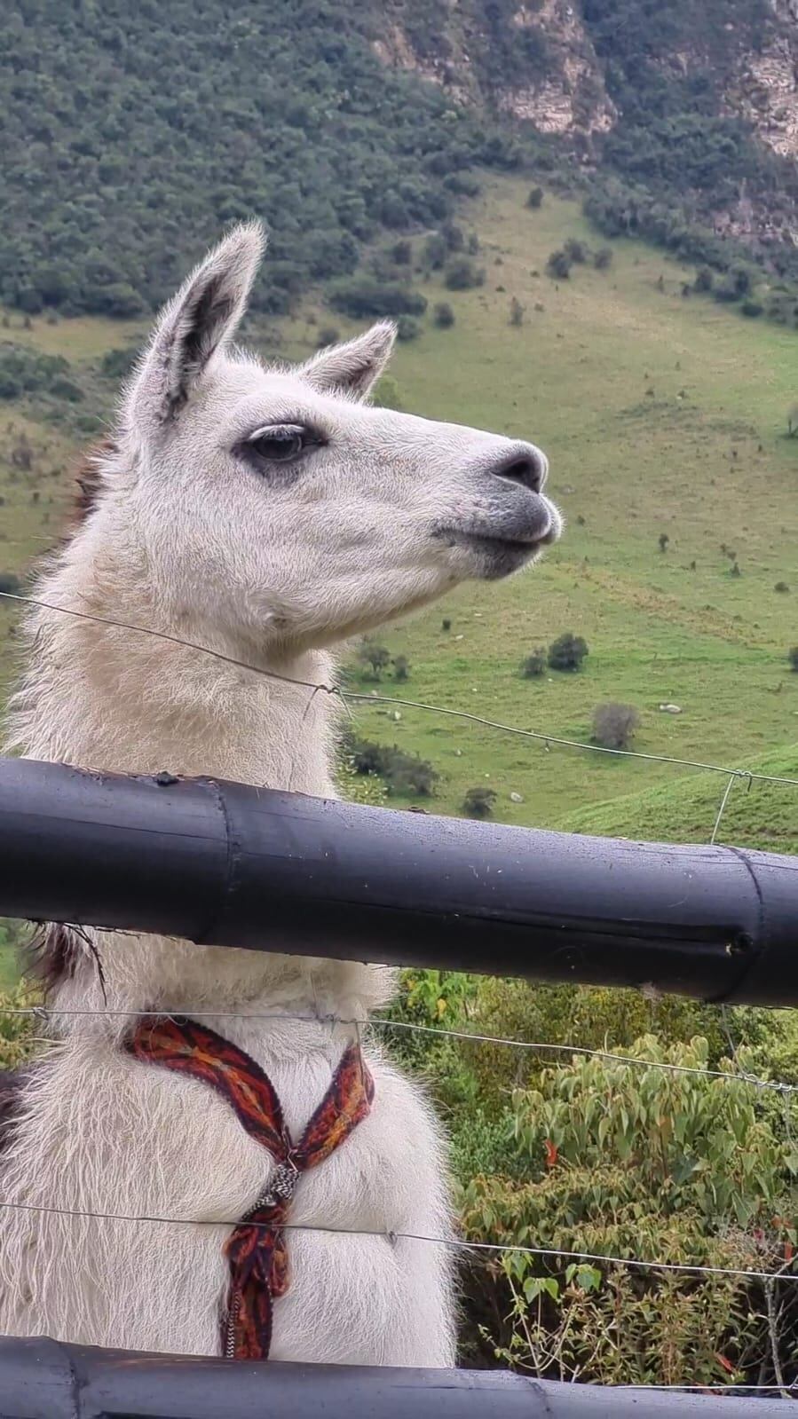 Tupac aún se encuentra en proceso de recuperación de su condición corporal, teniendo un 3.5/5.