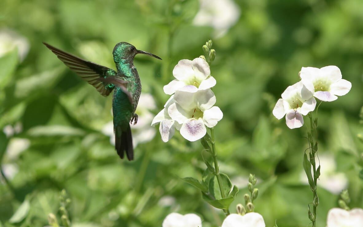 La muestra se puede disfrutar de manera virtual, en las cuentas de Facebook e Instagram @MarcaCundinamarca.