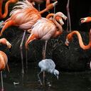 Bebés flamencos son protagonistas en el Zoológico de Cali. Los caleños y turistas que visitan el Zoológico podrán apreciar las crías de flamencos que son la sensación por estos días. Foto Jorge Orozco / El País.
