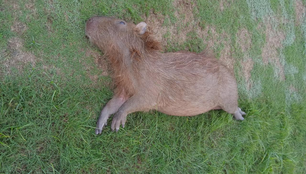 Este indefenso animal habría muerto tras caer a un lago ubicado en este condominio.