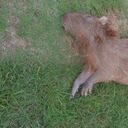 Este indefenso animal habría muerto tras caer a un lago ubicado en este condominio.