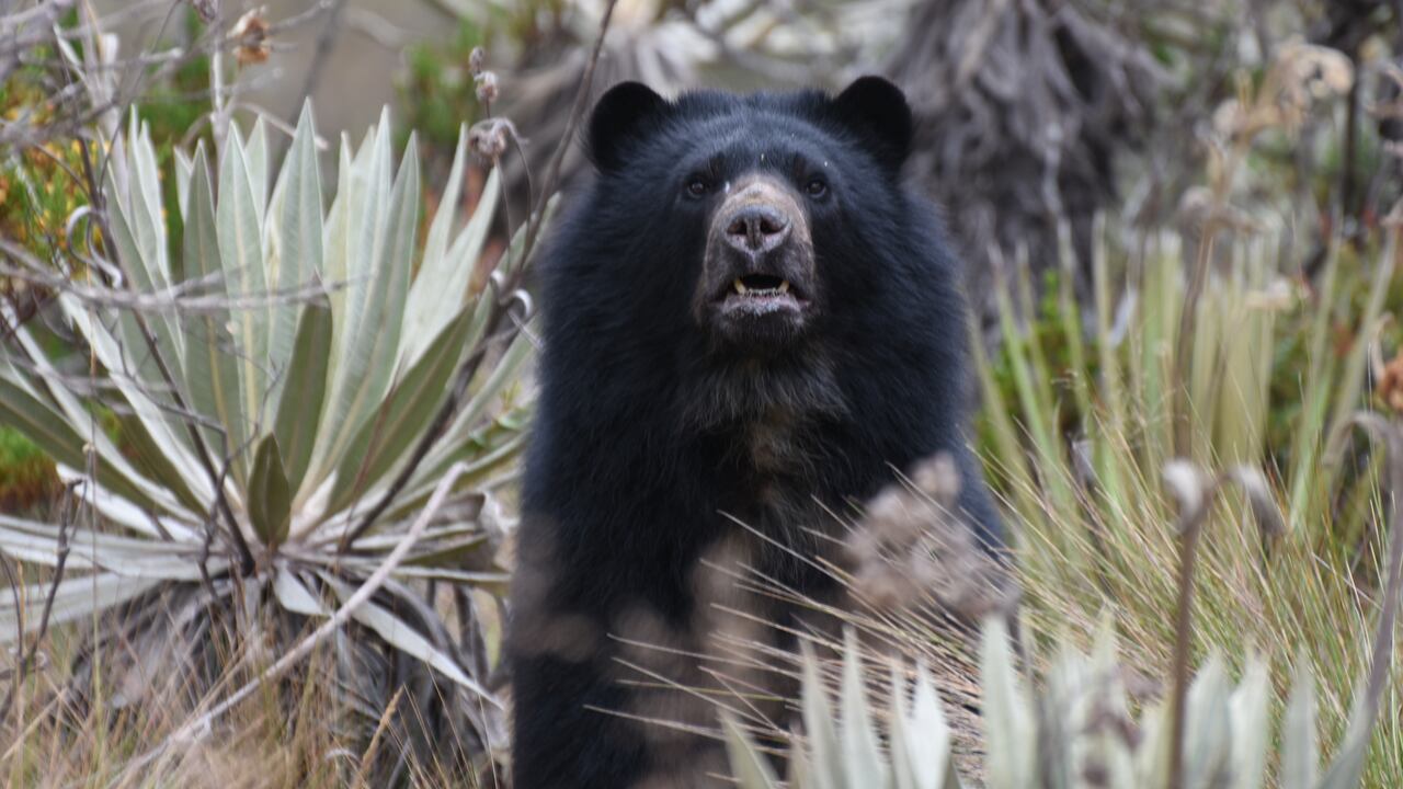 Telefónica Movistar - Especial Colombia Biodiversa
