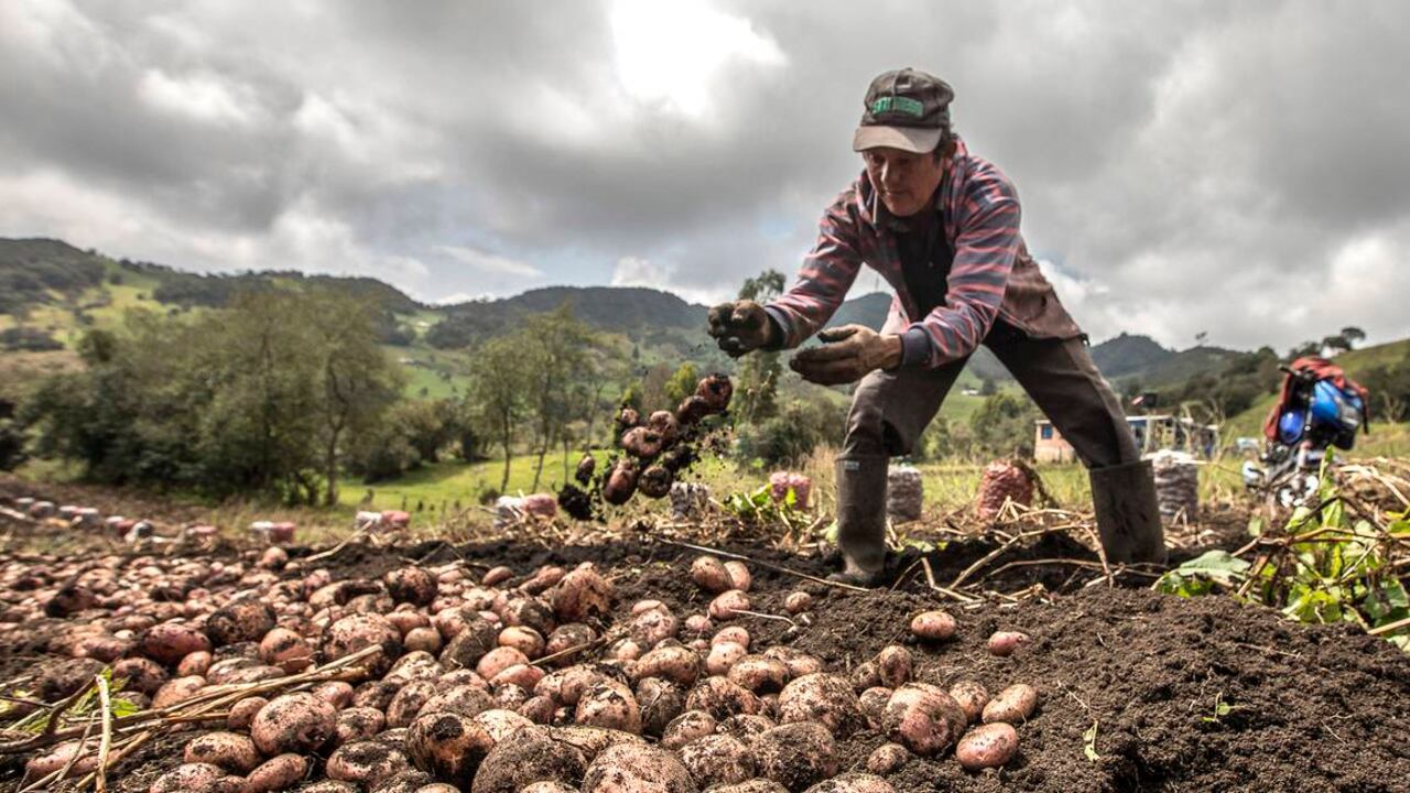 De acuerdo con las cifras del Dane la pobreza rural se redujo 4,6 puntos porcentuales en el país