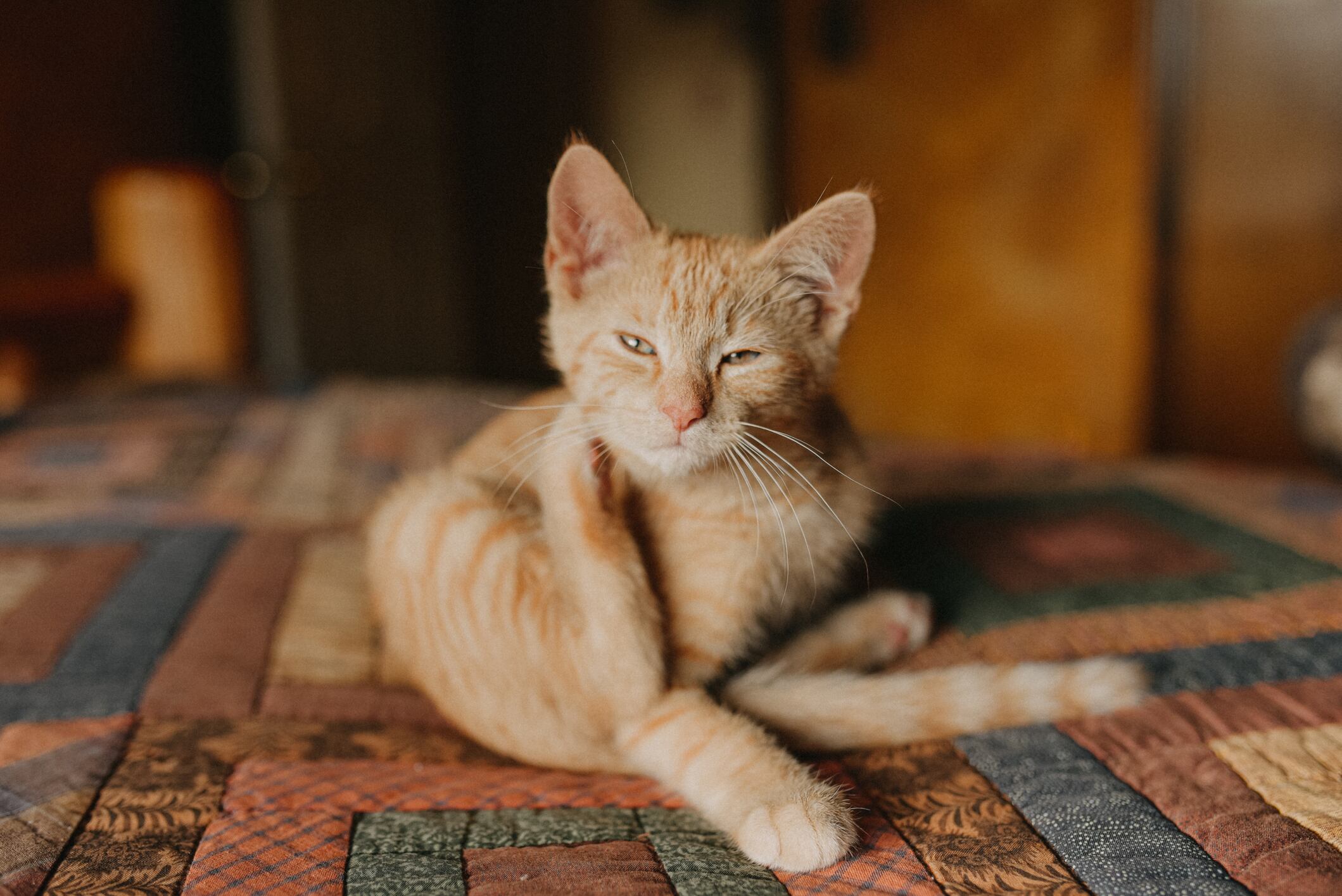 Parásitos en gatos