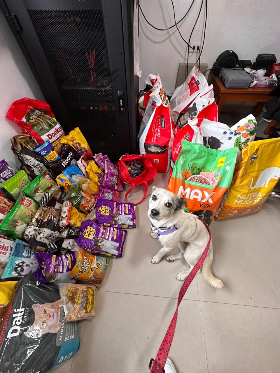 Animales afectados por lluvias en Córdoba