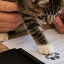 En este país, los gatos dejan su huella en los documentos de adopción.