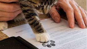 En este país, los gatos dejan su huella en los documentos de adopción.