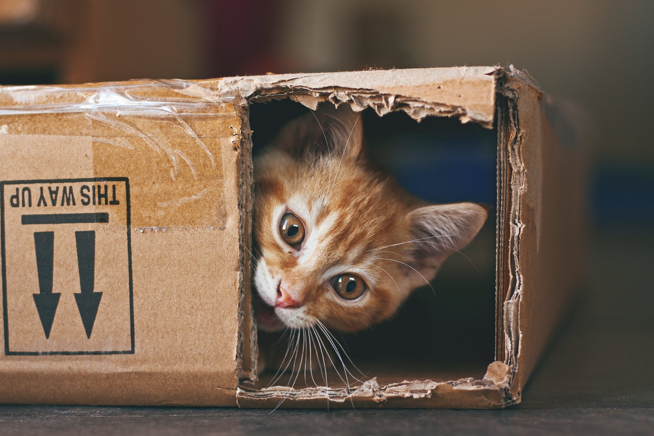 Que los gatos prefieran jugar con cajas y no con juguetes costosos, tiene una explicación.