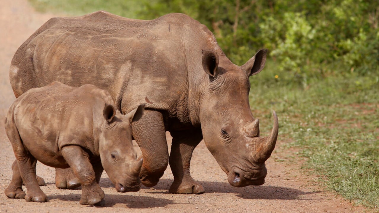 En Sudáfrica le quitan los cuernos a los rinocerontes para protegerlos de la caza furtiva.