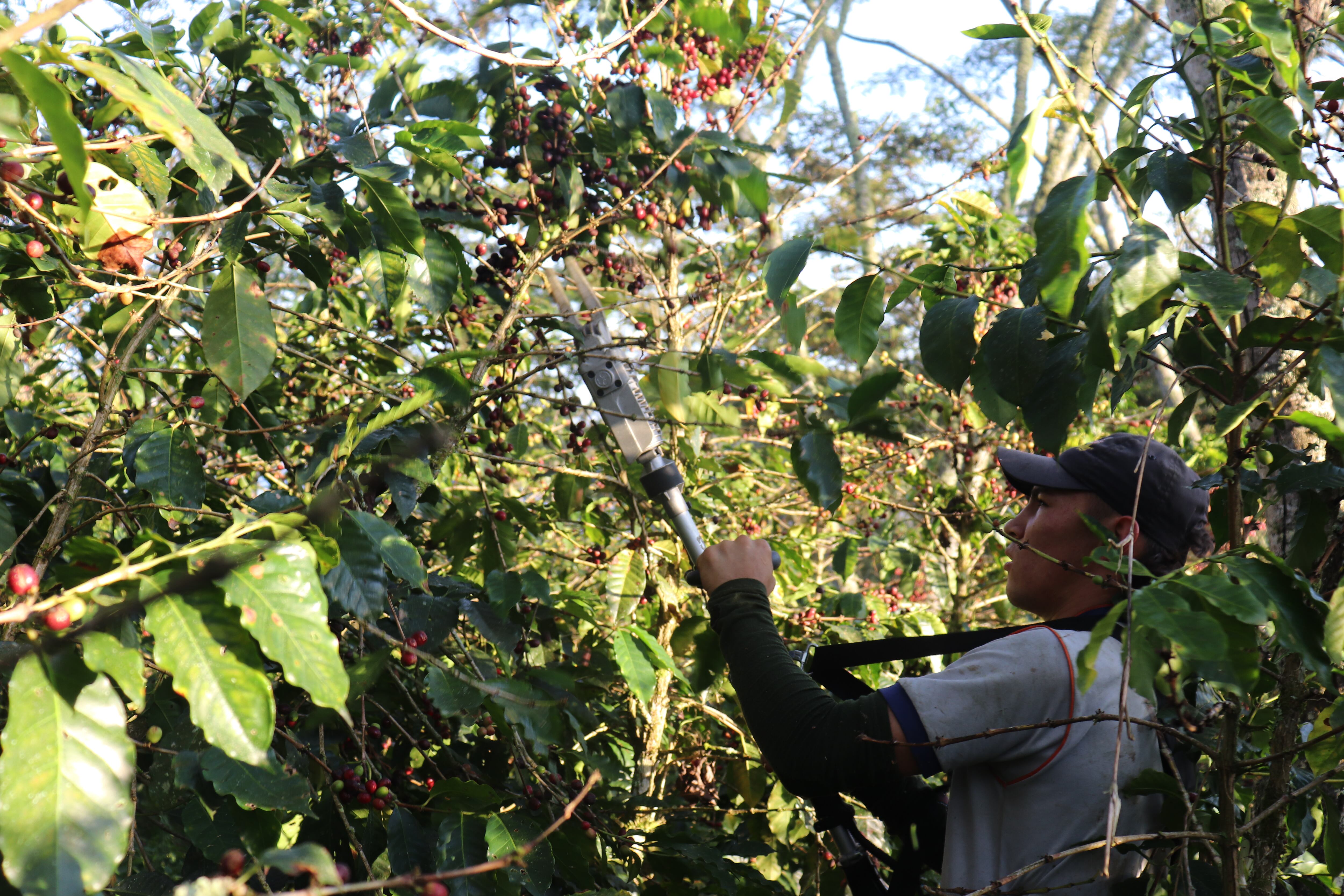 Los pilotos de Biohexa en zonas cafeteras han permitido formalizar a la población migrante en Santander.