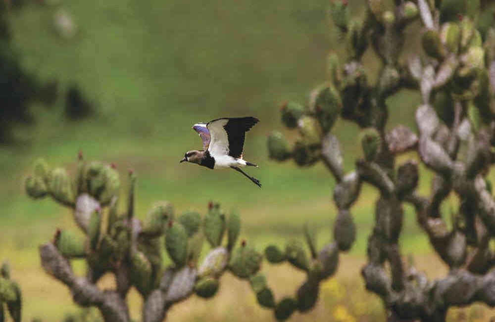 Recorrer los municipios de Cundinamarca es encontrarse con una gran riqueza de fauna y flora. Foto: Kevin Molano