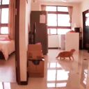 Los gatos sintieron el temblor segundos antes