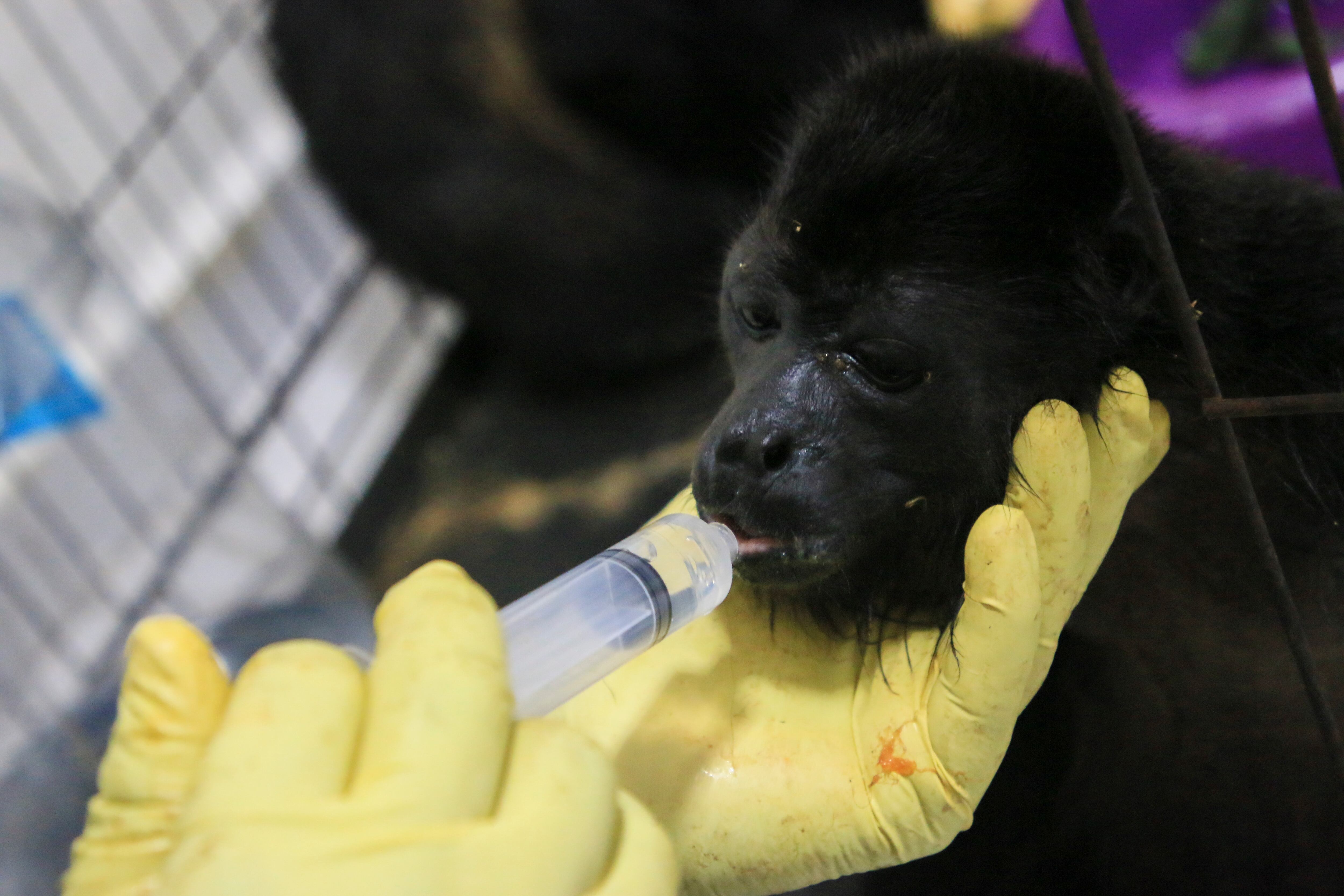 Un veterinario alimenta a un joven mono aullador rescatado en medio de temperaturas extremadamente altas en Tecolutilla, estado de Tabasco, México, el martes 21 de mayo de 2024. (AP Foto/Luis Sánchez)