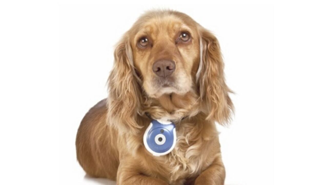 Productos para perros