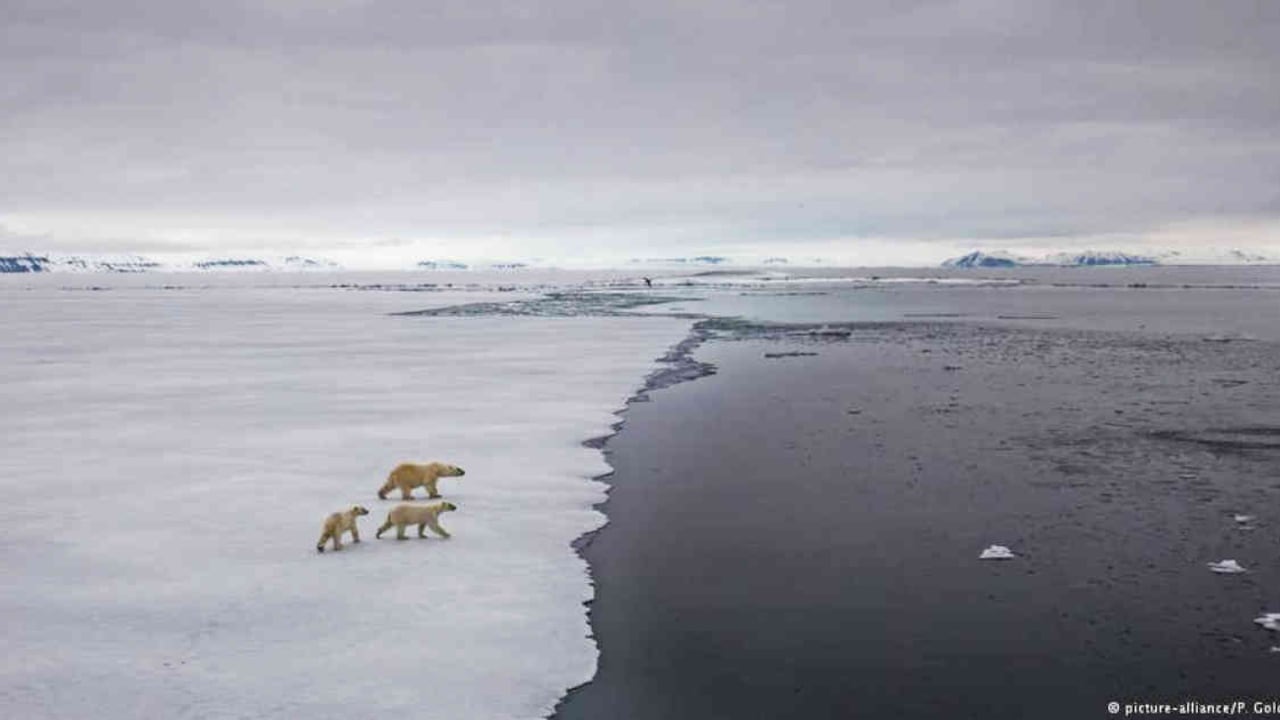 La fauna es una de las mayores afectadas con el deshielo que se viene registrando en el Ártico. Foto: DW