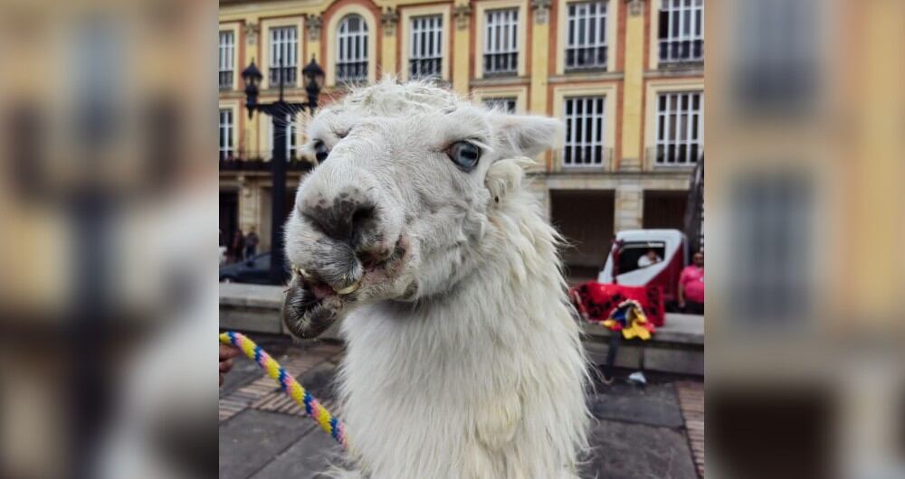 Una de las llamas tenía además problemas de mordida por sobrecrecimiento de algunas piezas dentales y ausencia de otras.