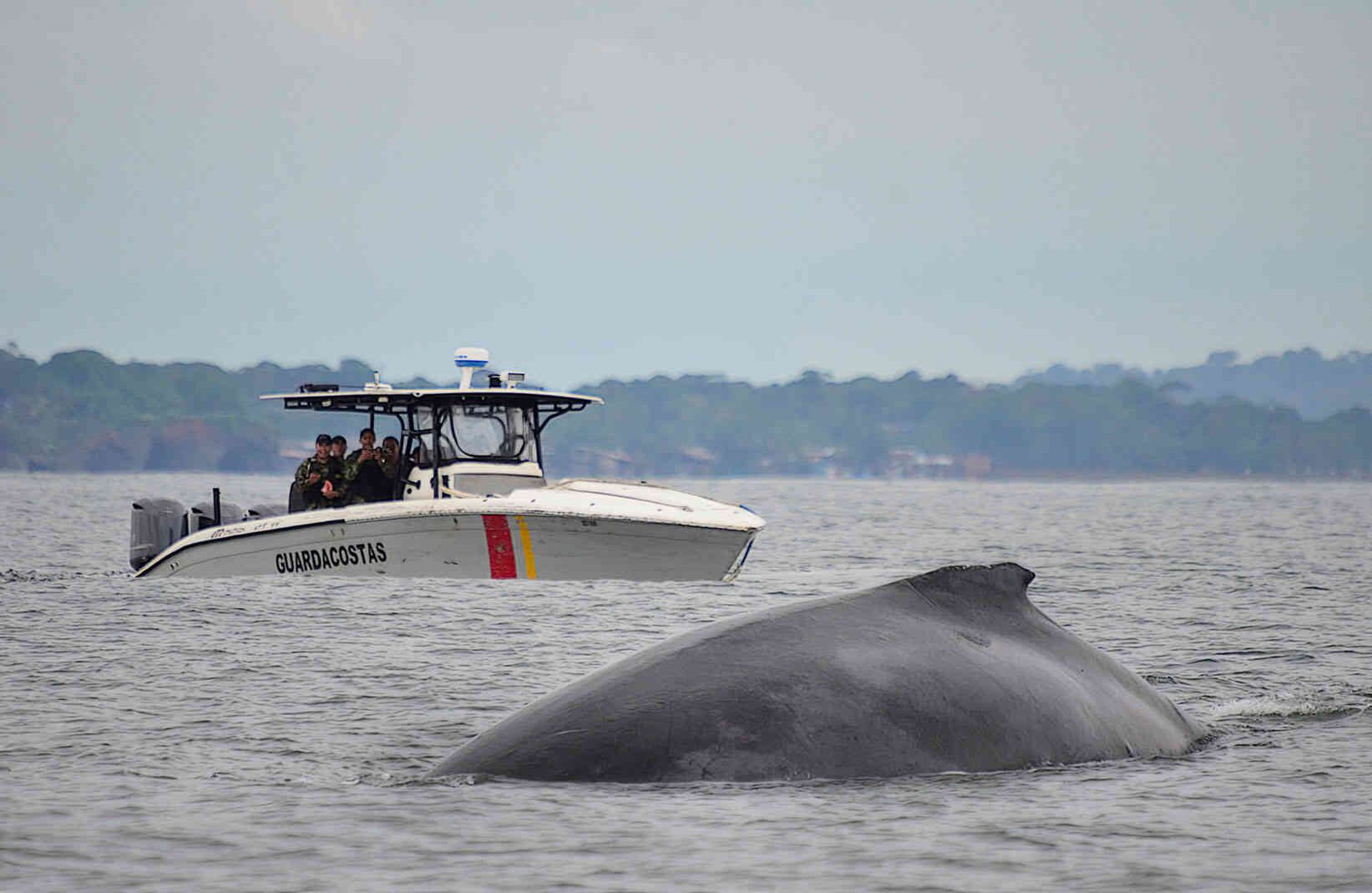 El año pasado 25.000 turistas avistaron las ballenas en la zona costera de Cauca, Valle y Chocó. 