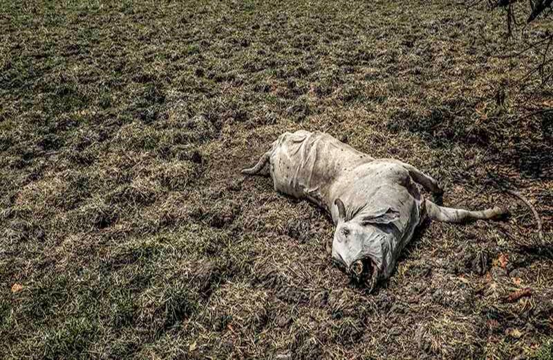 Foto: Joaquín Sarmiento / AFP