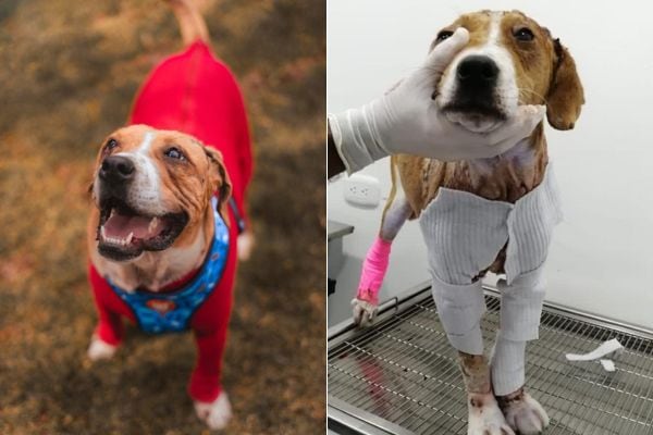 Ángel es un perro que fue despellejado vivo y estuvo sufriendo cómo arrancaron su piel durante tres días, hasta que fue rescatado. El can inspiró el proyecto de ley que lleva su nombre para endurecer las penas contra el maltrato animal.