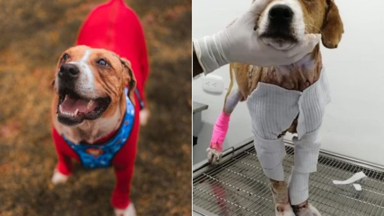 Ángel es un perro que fue despellejado vivo y estuvo sufriendo durante tres días, hasta que fue rescatado.