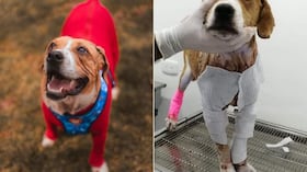 Ángel es un perro que fue despellejado vivo y estuvo sufriendo cómo arrancaron su piel durante tres días, hasta que fue rescatado. El can inspiró el proyecto de ley que lleva su nombre para endurecer las penas contra el maltrato animal.