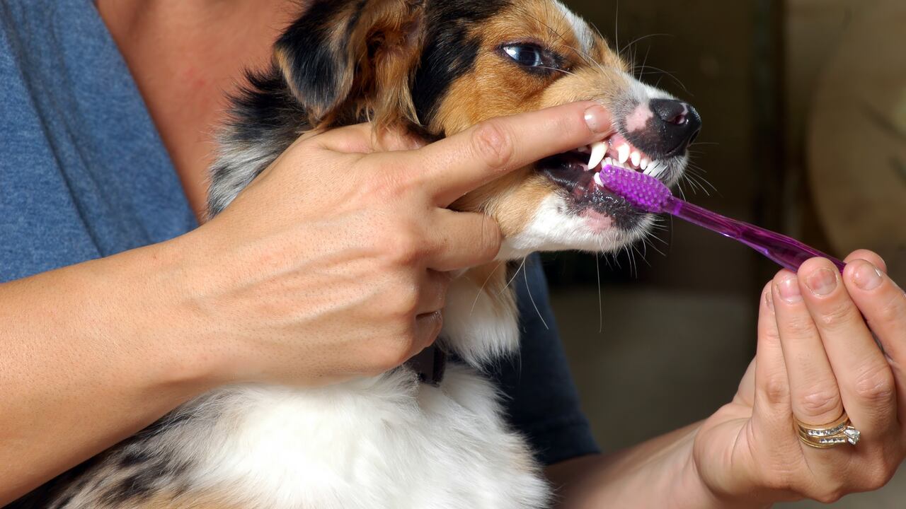 cepillar los dientes a un perro