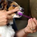 cepillar los dientes a un perro