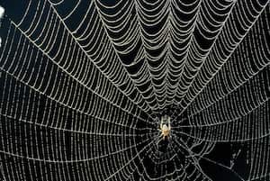 Este remedio casero es muy efectivo para prevenir la presencia de arañas y también limpiar las telarañas que pudieran haber dejado.