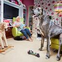 Murió Freddy, el perro más grande del mundo